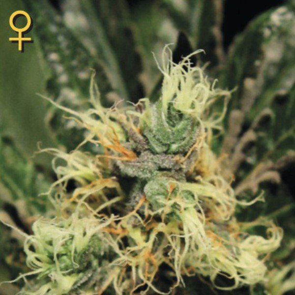 Pure Kush Green House Seeds