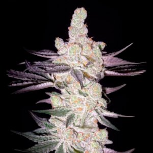 Razuberi Green House Seeds