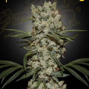 Super Silver Haze Green House Seeds