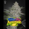 Shishka Lemonade Green House Seeds
