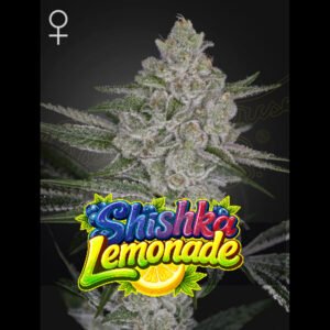 Shishka Lemonade Green House Seeds