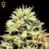 Super Bud Green House Seeds