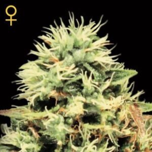 Super Bud Green House Seeds