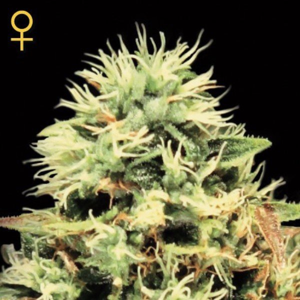 Super Bud Green House Seeds