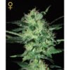 Super Critical Green House Seeds