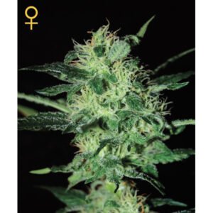 Super Critical Green House Seeds