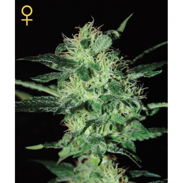 Super Critical Green House Seeds