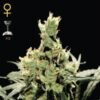 Super Lemon Haze Green House Seeds