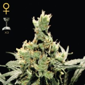 Super Lemon Haze Green House Seeds