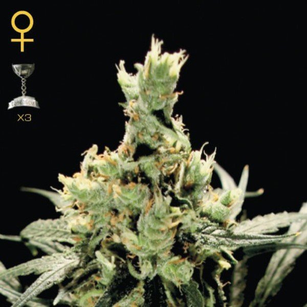 Super Lemon Haze Green House Seeds
