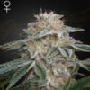Super Banana Mango Green House Seeds
