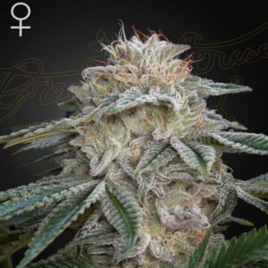 Super Banana Mango Green House Seeds
