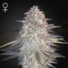 Super Lemon Haze x Pink Candy Green House Seeds