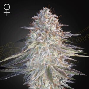 Super Lemon Haze x Pink Candy Green House Seeds