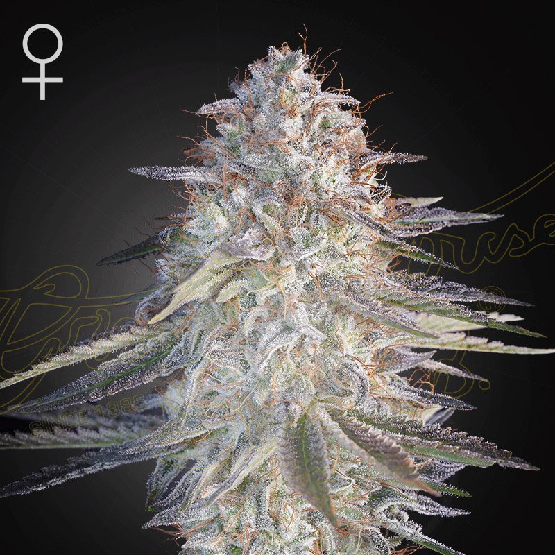 Super Lemon Haze x Pink Candy Green House Seeds