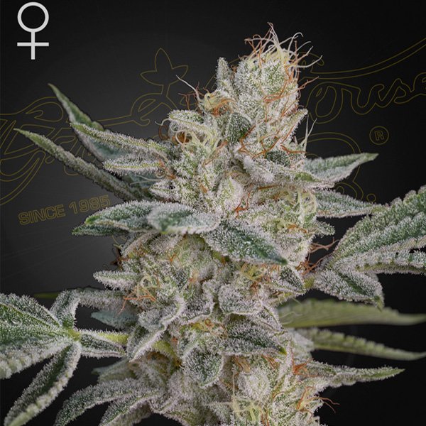 Air Lemon Green House Seeds