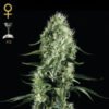 Super Silver Haze Green House Seeds