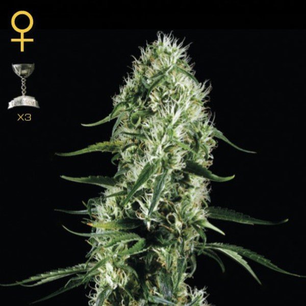 Super Silver Haze Green House Seeds
