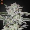 Sweet Valley Kush Green House Seeds
