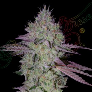 Tarte Tatin Green House Seeds
