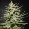 The Church CBD Green House Seeds