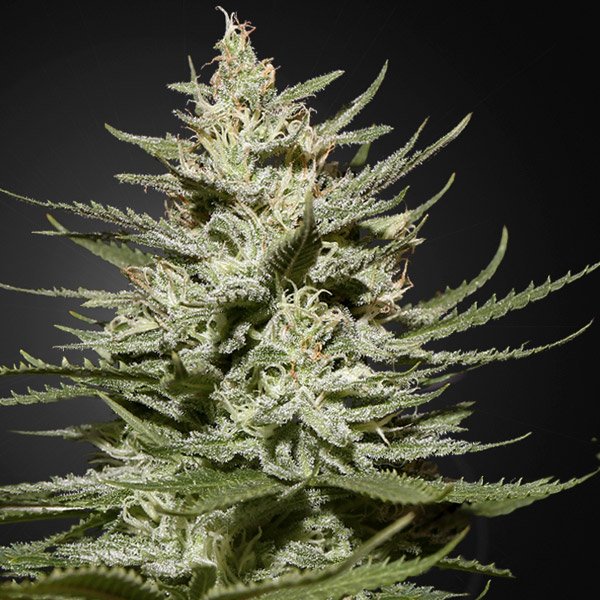 The Church CBD Green House Seeds