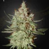 Train Wreck Green House Seeds
