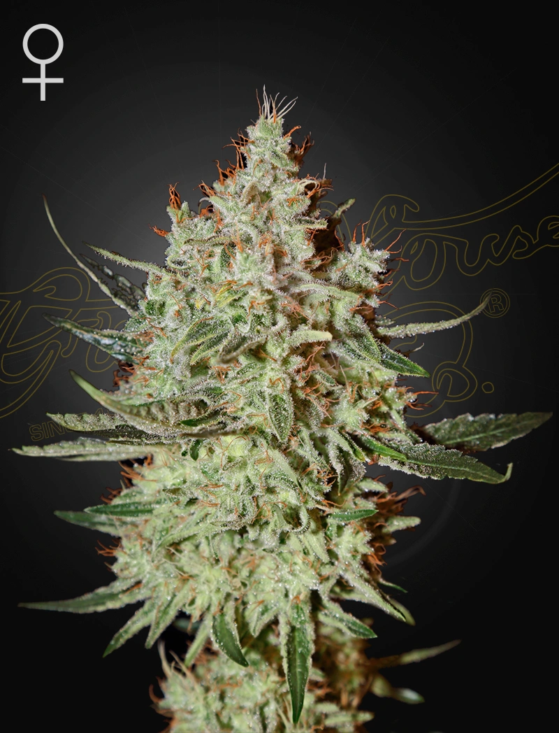 Train Wreck Green House Seeds