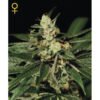 Train Wreck Green House Seeds