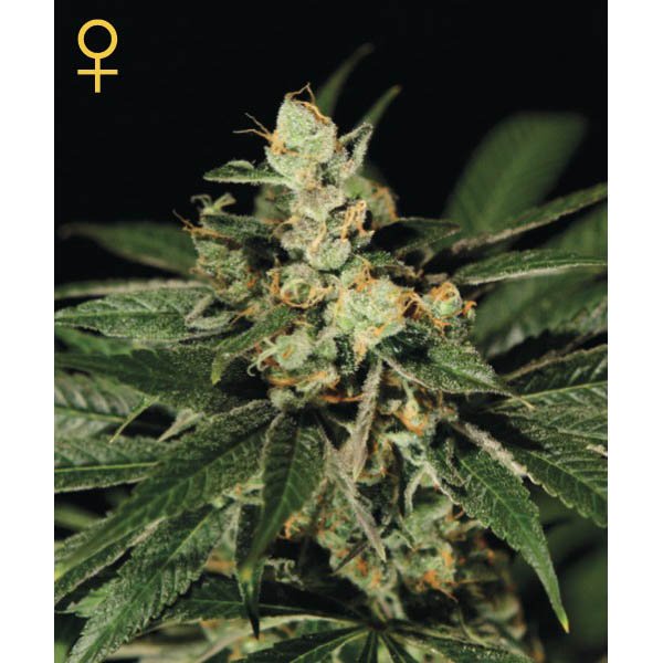 Train Wreck Green House Seeds