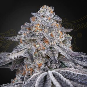 Velvet Moon Green House Seeds