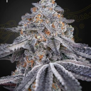 Velvet Moon Green House Seeds