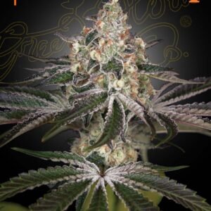 White Widow Green House Seeds