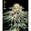 White Widow Green House Seeds