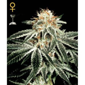 White Widow Green House Seeds
