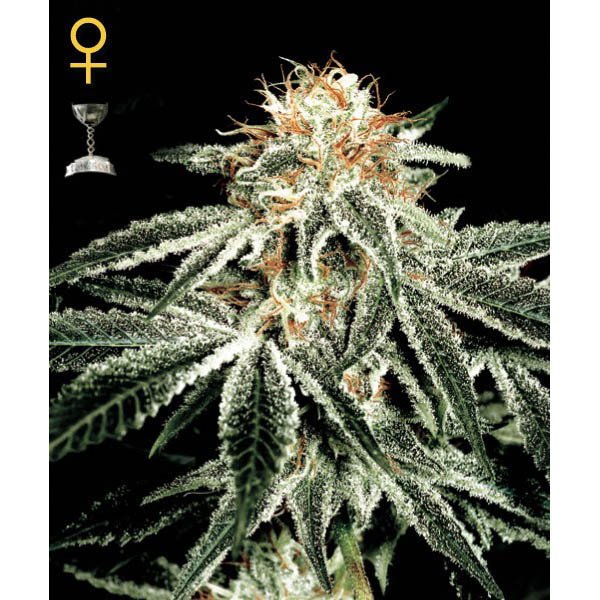 White Widow Green House Seeds