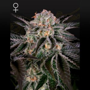 Wonder Pie Green House Seeds