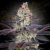 Ztrawberry Green House Seeds