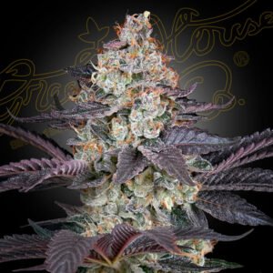 Ztrawberry Green House Seeds